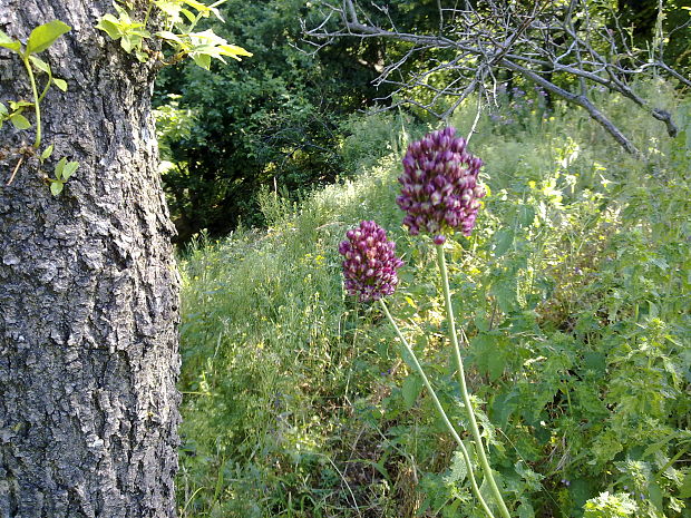 cesnak guľovitý Allium rotundum L.