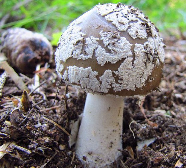 muchotrávka hrubá Amanita excelsa (Fr.) Bertill.