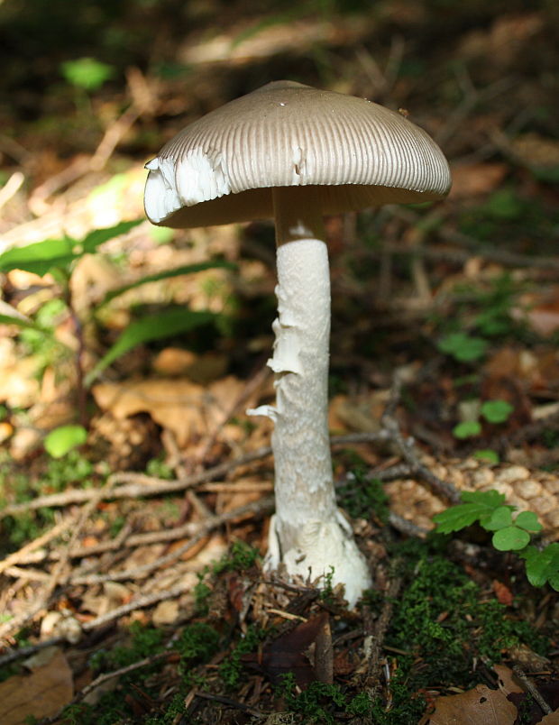 muchotrávka pošvatá Amanita vaginata (Bull.) Lam.