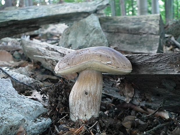 hríb smrekový Boletus edulis Bull.