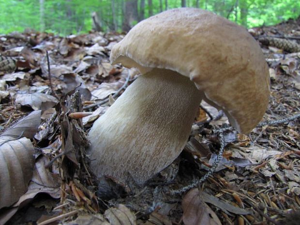 hríb smrekový Boletus edulis Bull.