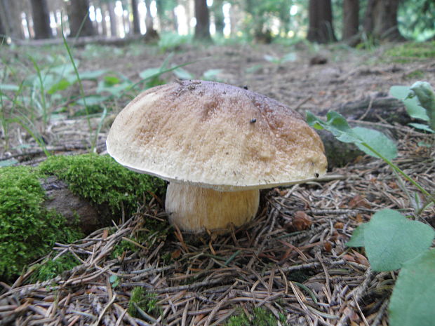 hríb smrekový Boletus edulis Bull.