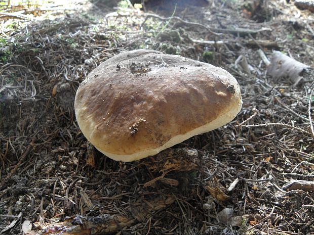 hríb smrekový Boletus edulis Bull.