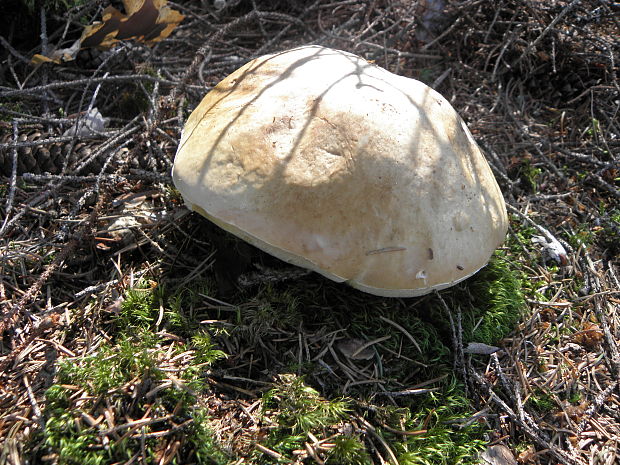 hríb smrekový Boletus edulis Bull.