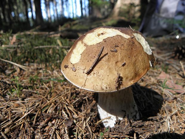 hríb smrekový Boletus edulis Bull.