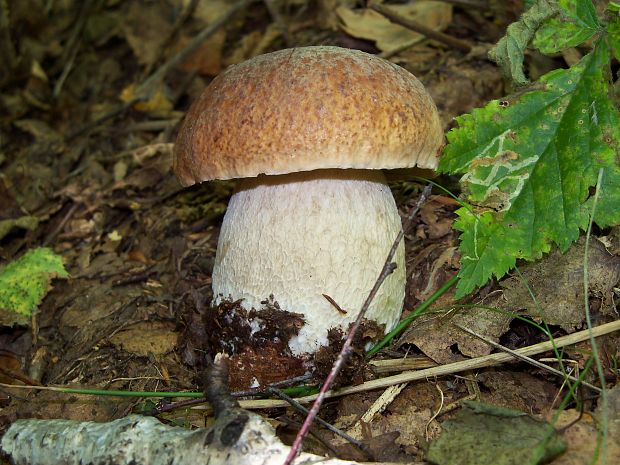 hríb dubový Boletus reticulatus Schaeff.