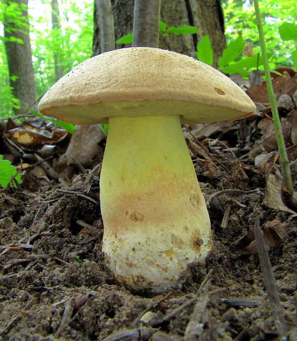 hríb horský Butyriboletus subappendiculatus (Dermek, Lazebn. & J. Veselský) D. Arora & J.L. Frank