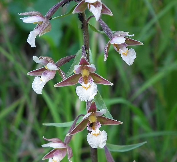 kruštík močiarny Epipactis palustris (L.) Crantz