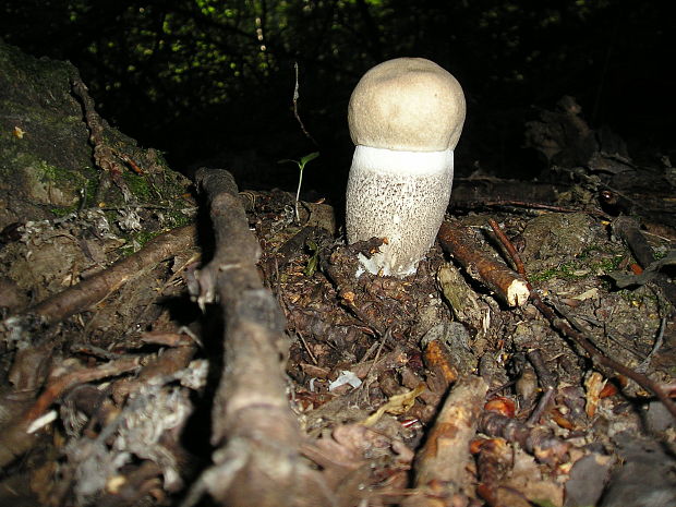 kozák topoľový f.robustná Leccinum duriusculum f. robustum  Lannoy & Estadès