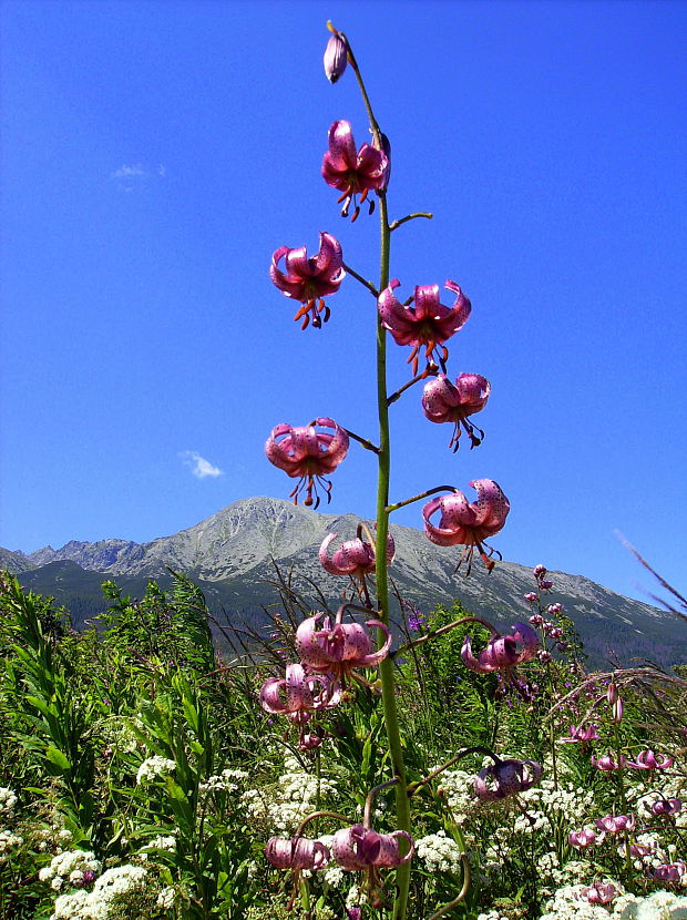 ľalia zlatohlavá Lilium martagon L.