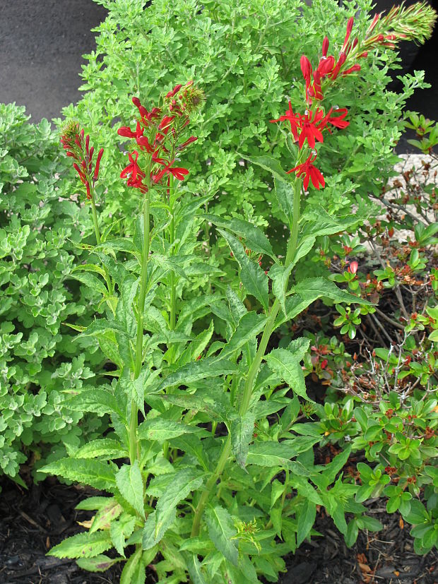 lobelka Lobelia cardinalis