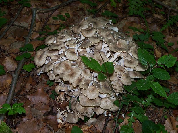 trúdnik klobúčkatý Polyporus umbellatus (Pers.) Fr.