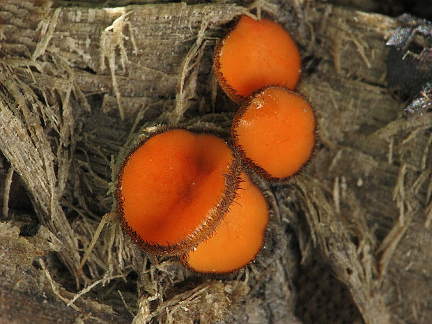 štítovnička Scutellinia sp.