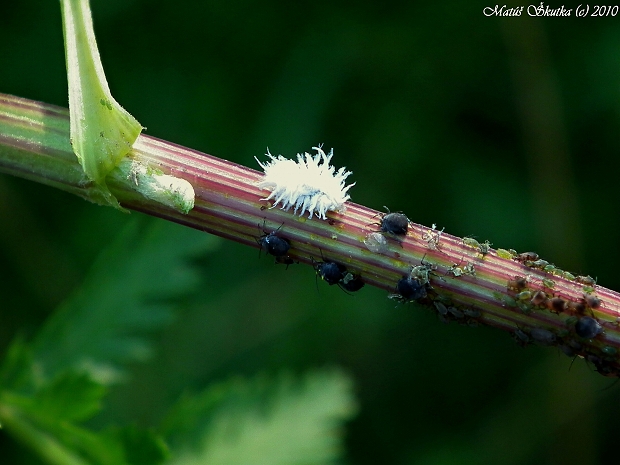 larva lienky podčeľade Scymninae Scymnini sp.