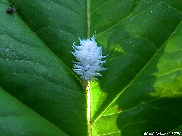 larva lienky podčeľade Scymninae Scymnini sp.