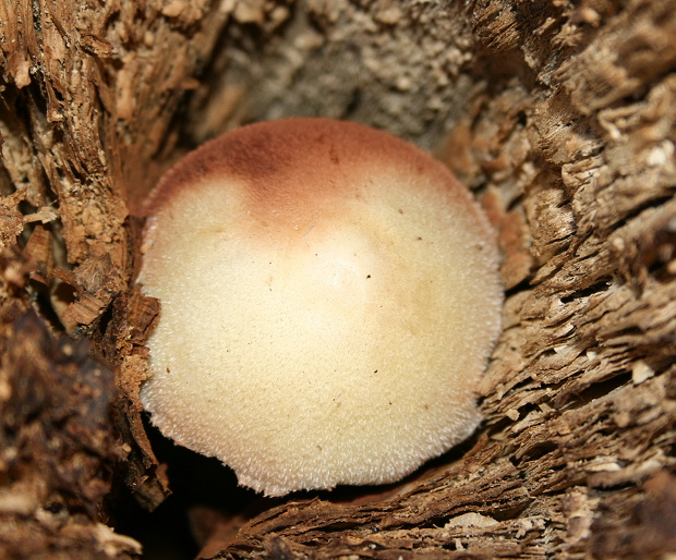 pošvovec stromový Volvariella bombycina (Schaeff.) Singer