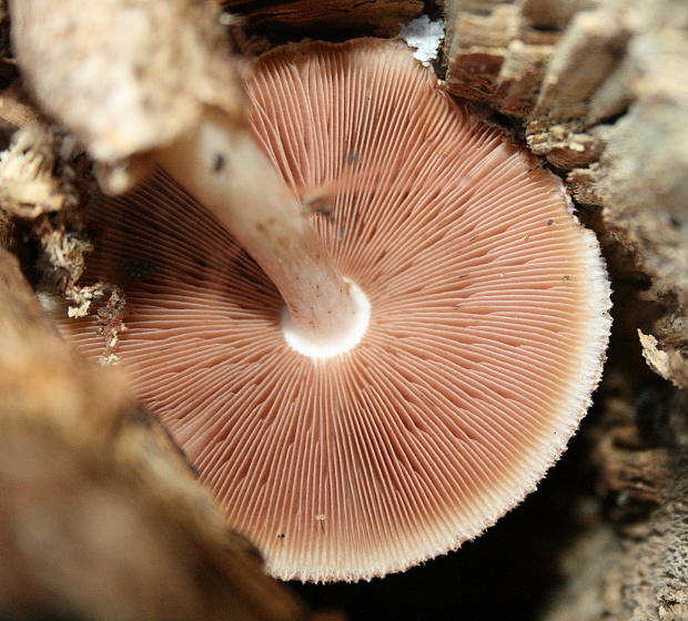 pošvovec stromový Volvariella bombycina (Schaeff.) Singer