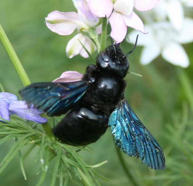 drevár fialový - drvodělka fialová Xylocopa violacea