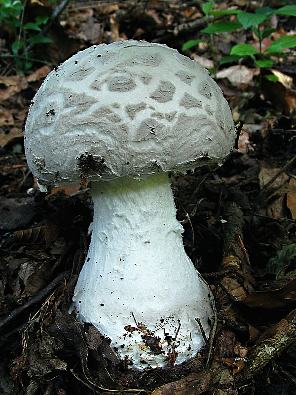 muchotrávka šiškovitá Amanita strobiliformis Gonn. & Rabenh.