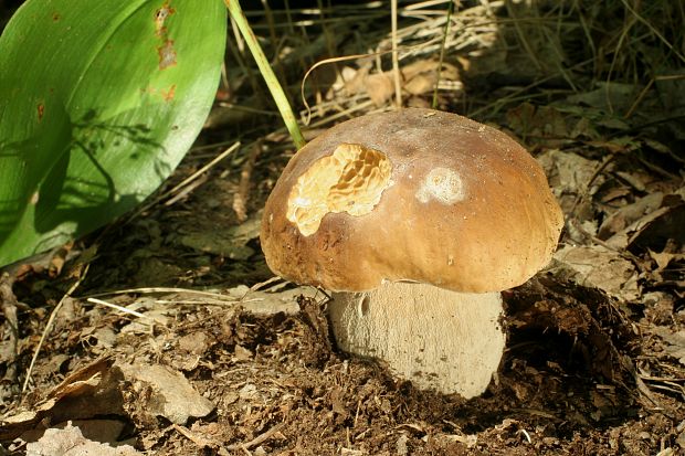 hríb smrekový Boletus edulis Bull.