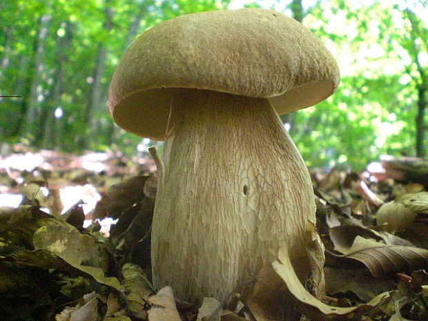 hríb dubový Boletus reticulatus Schaeff.