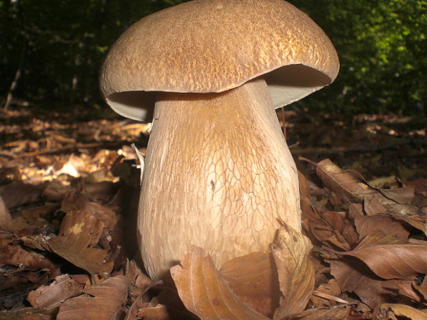 hríb dubový Boletus reticulatus Schaeff.