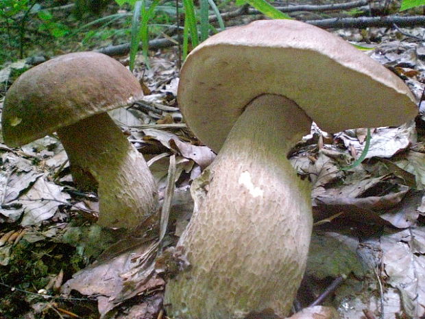 hríb dubový Boletus reticulatus Schaeff.