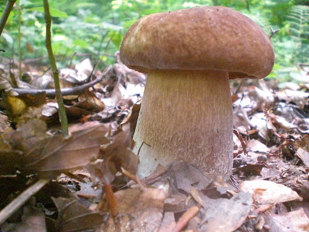 hríb dubový Boletus reticulatus Schaeff.