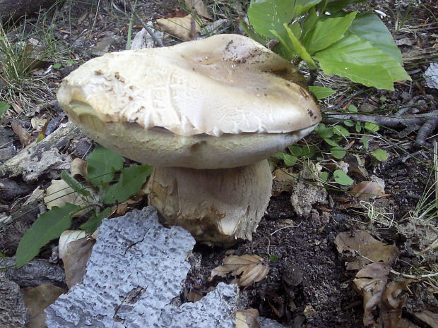 hríb dubový Boletus reticulatus Schaeff.