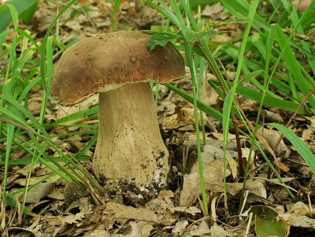 hríb dubový Boletus reticulatus Schaeff.