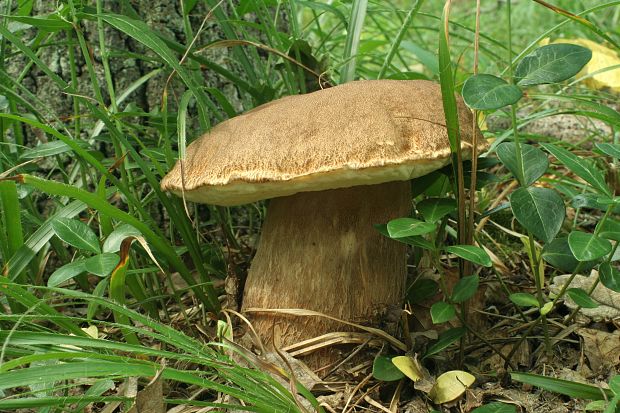 hríb dubový Boletus reticulatus Schaeff.