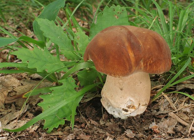 hríb dubový Boletus reticulatus Schaeff.