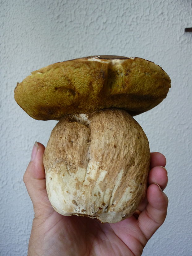 hríb dubový Boletus reticulatus Schaeff.