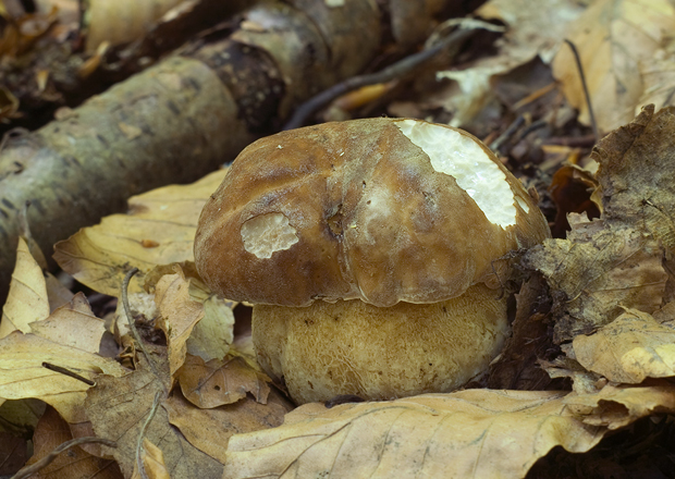 hríb dubový Boletus reticulatus Schaeff.