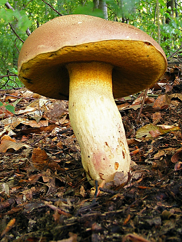 hríb príveskatý Butyriboletus appendiculatus (Schaeff. ex Fr.) Secr.