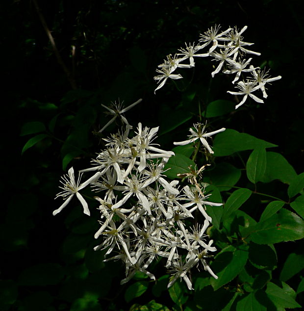 plamienok priamy Clematis recta L.