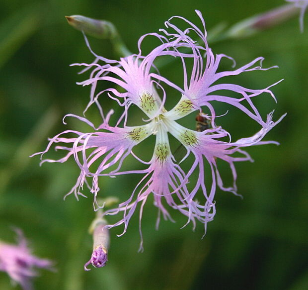 klinček pyšný pravý Dianthus superbus subsp. superbus