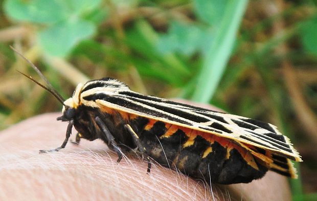 spriadac Grammia virgo