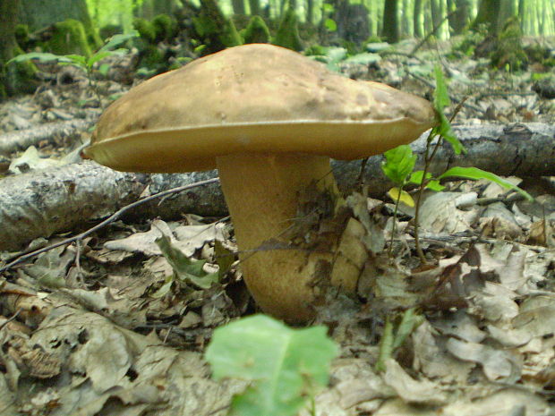 hríb plavý ? Hemileccinum impolitum (Fr.) Šutara