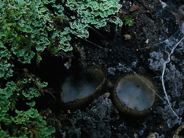 humária polguľovitá Humaria hemisphaerica (F.H. Wigg.) Fuckel