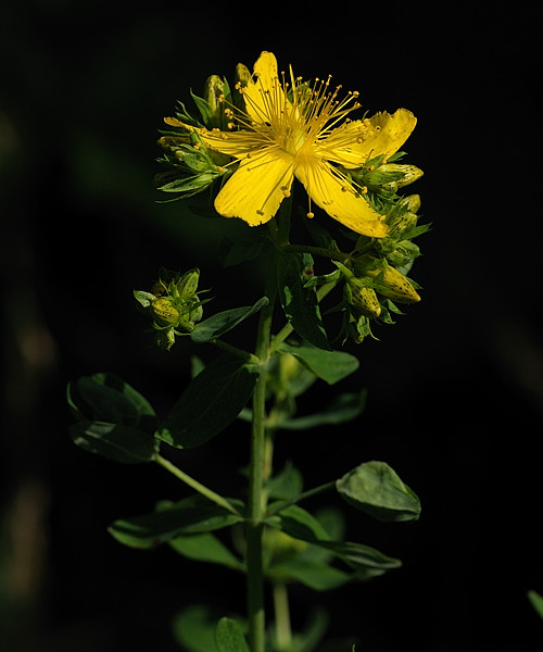 ľubovník bodkovaný  Hypericum perforatum L.