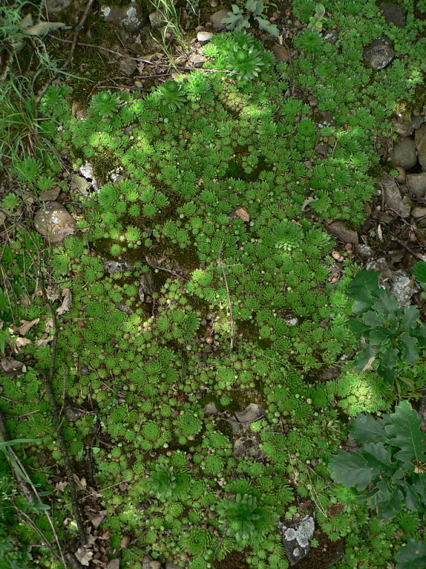 skalničník guľkovitý - netřeskovec výběžkatý Jovibarba globifera (L.) J. Parn.