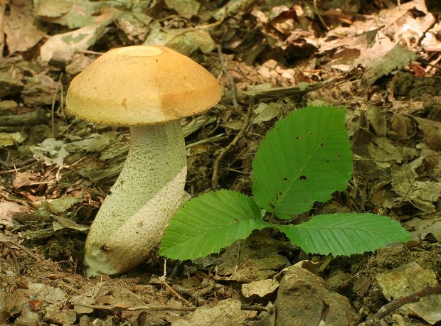 kozák žltopórový Leccinellum crocipodium (Letell.) Della Maggiora & Trassinelli