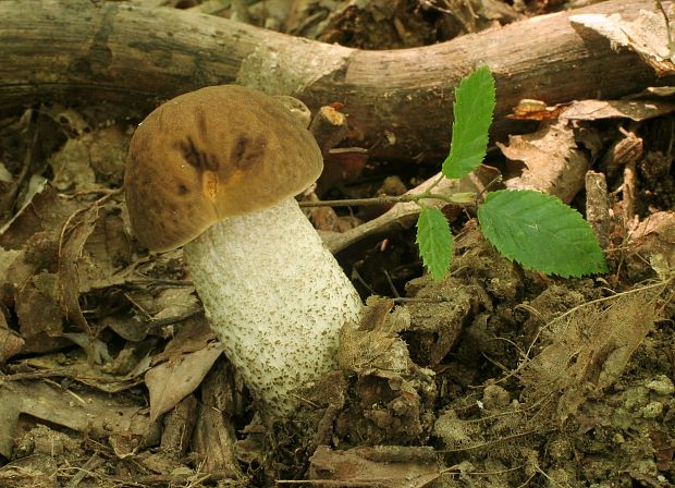 kozák hrabový Leccinum pseudoscabrum (Kallenb.) Šutara