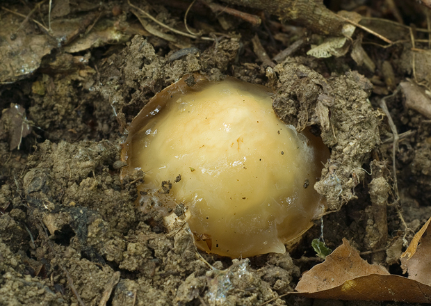 hadovka smradľavá Phallus impudicus L.