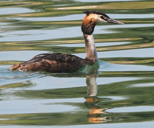 potápka chochlatá  Podiceps cristatus