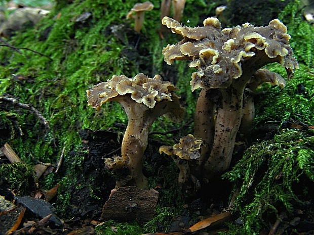 palievik kučeravý Pseudocraterellus undulatus (Pers.) Rauschert