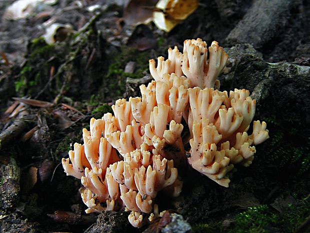 strapačka Ramaria sp.