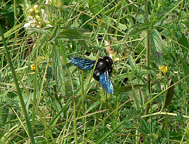 drevár fialový - drvodělka fialová Xylocopa violacea ?