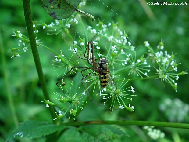 tetragnatha extensa cf.